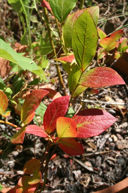 Autumn Blueberry Bush leaves
